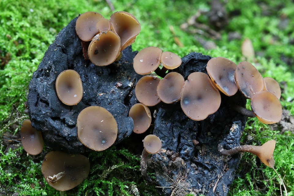 Ciboria batschiana image