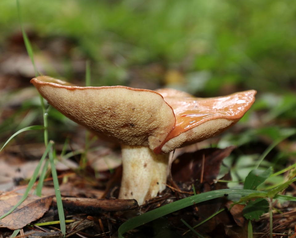 Suillus weaverae image