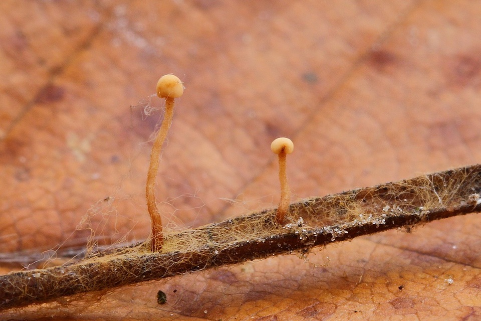 Heyderia cucullata image