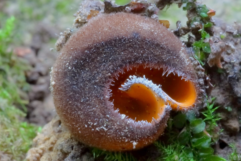 Humaria aurantia image