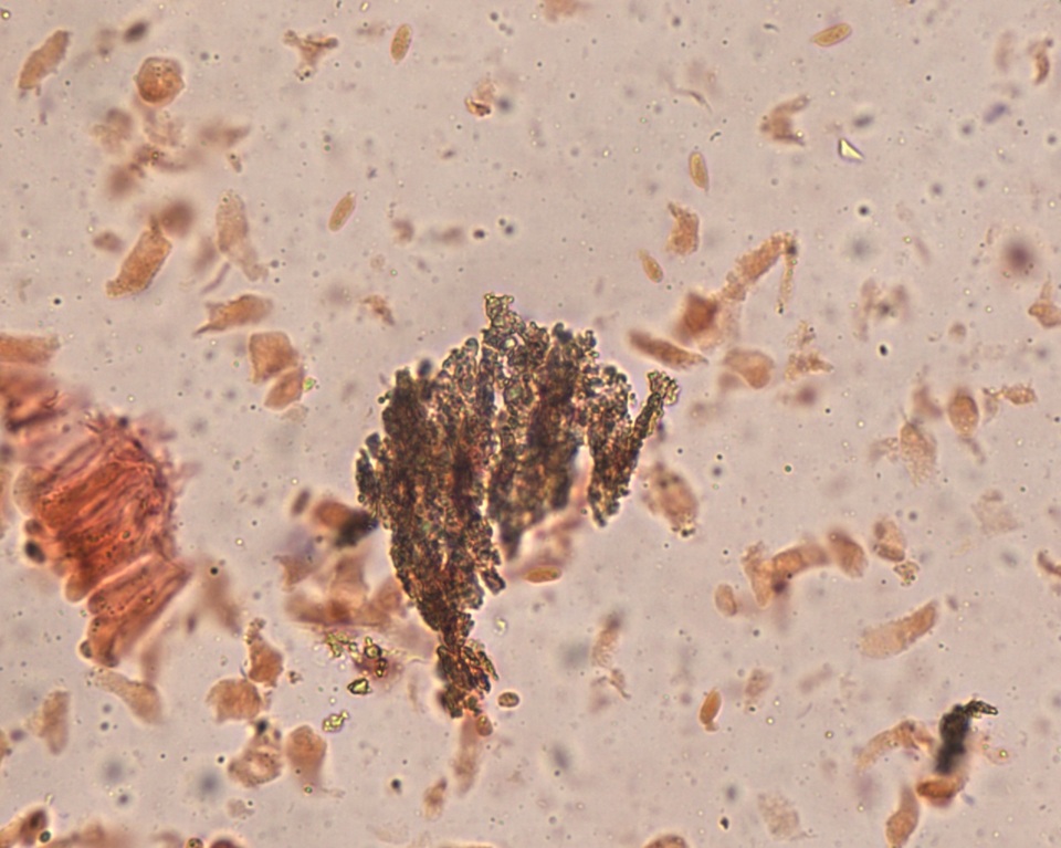 Hemimycena pseudocrispula image