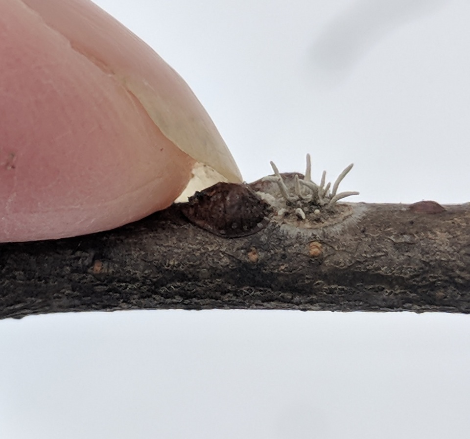Cordyceps clavulata image