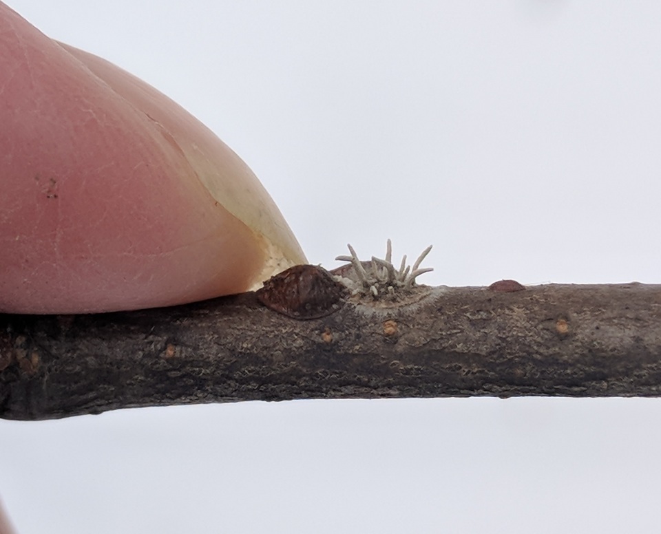 Cordyceps clavulata image