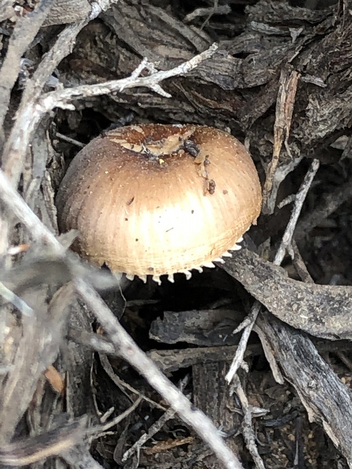 Leucoinocybe lenta image