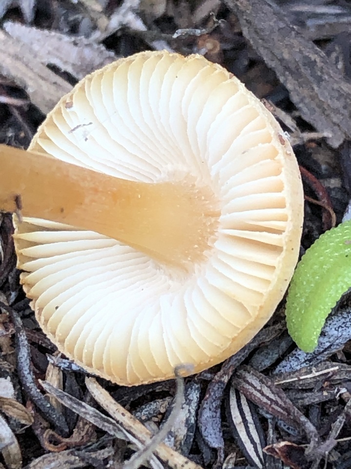 Leucoinocybe lenta image