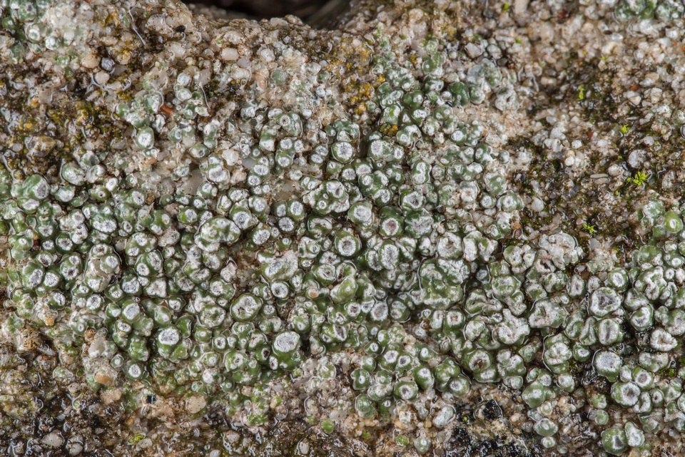Circinaria contorta image