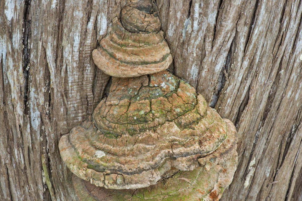 Pyrofomes juniperinus image