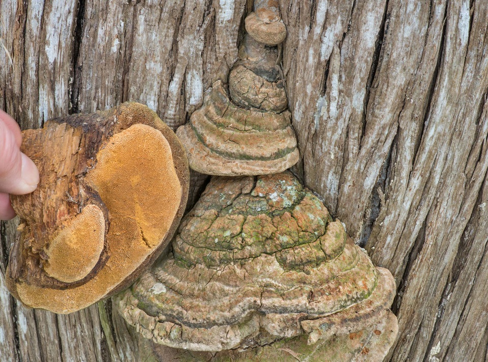 Pyrofomes juniperinus image