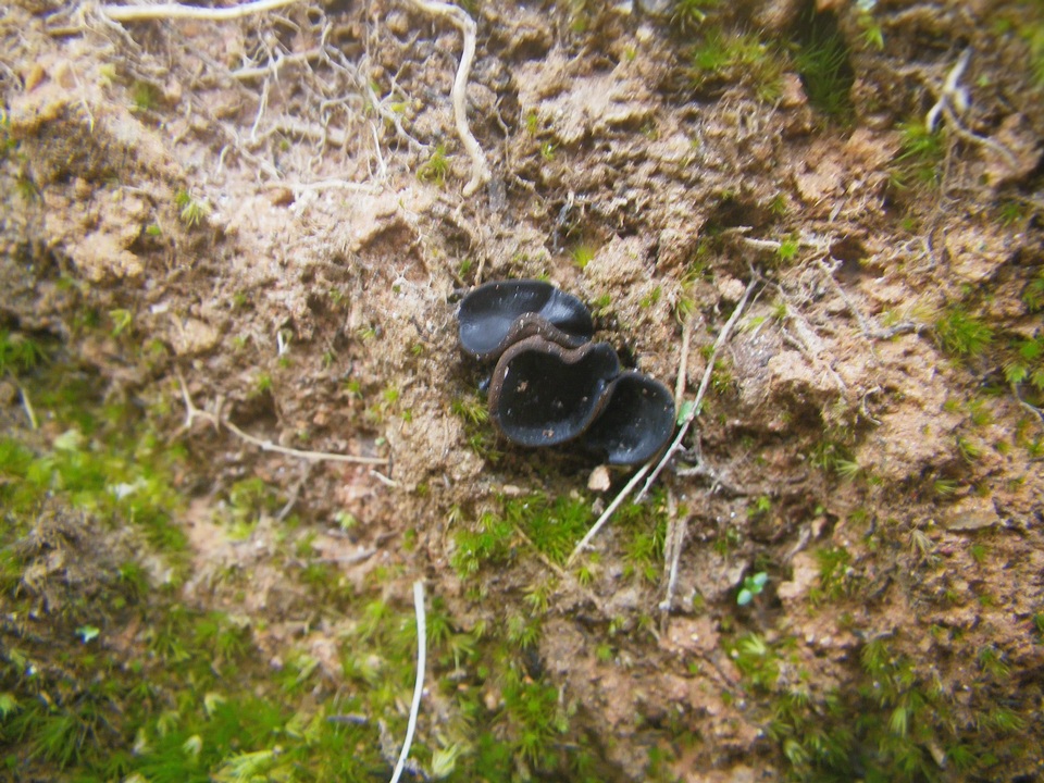 Pseudoplectania ericae image
