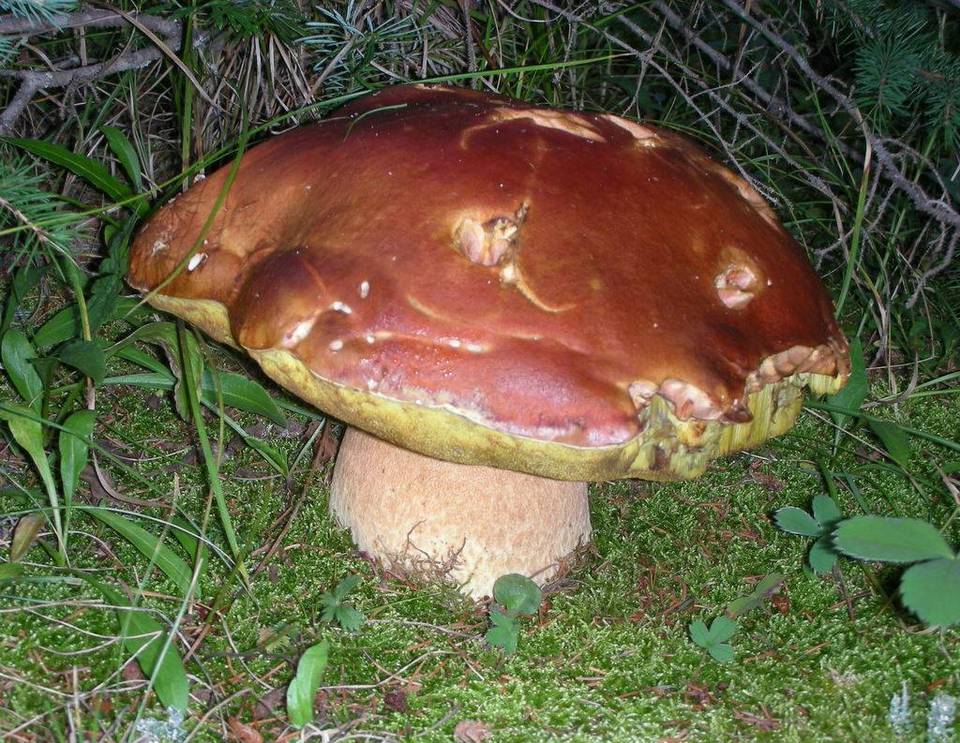Boletus rubriceps image