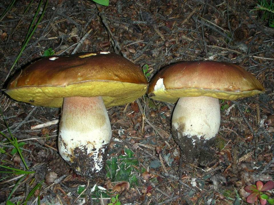 Boletus rubriceps image