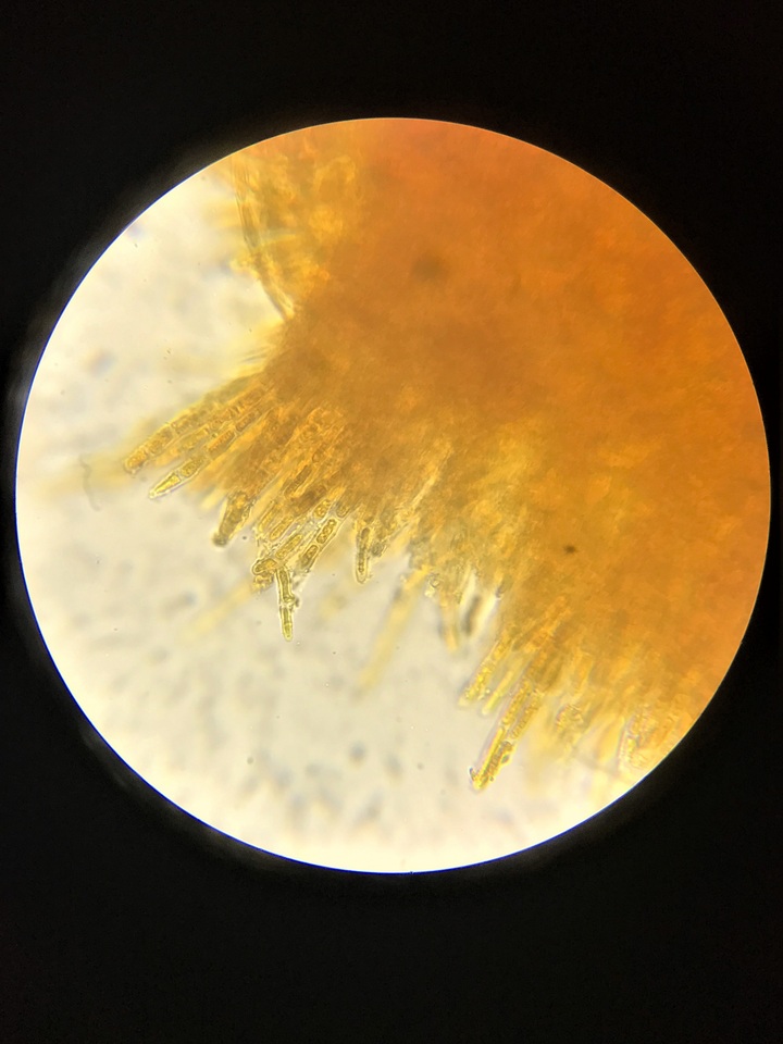 Lachnellula ellisiana image