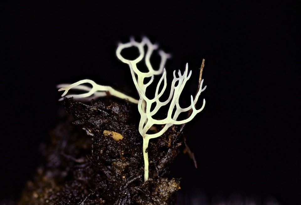 Ramariopsis minutula image