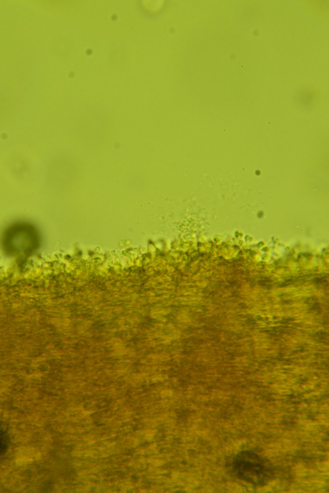 Ramariopsis minutula image