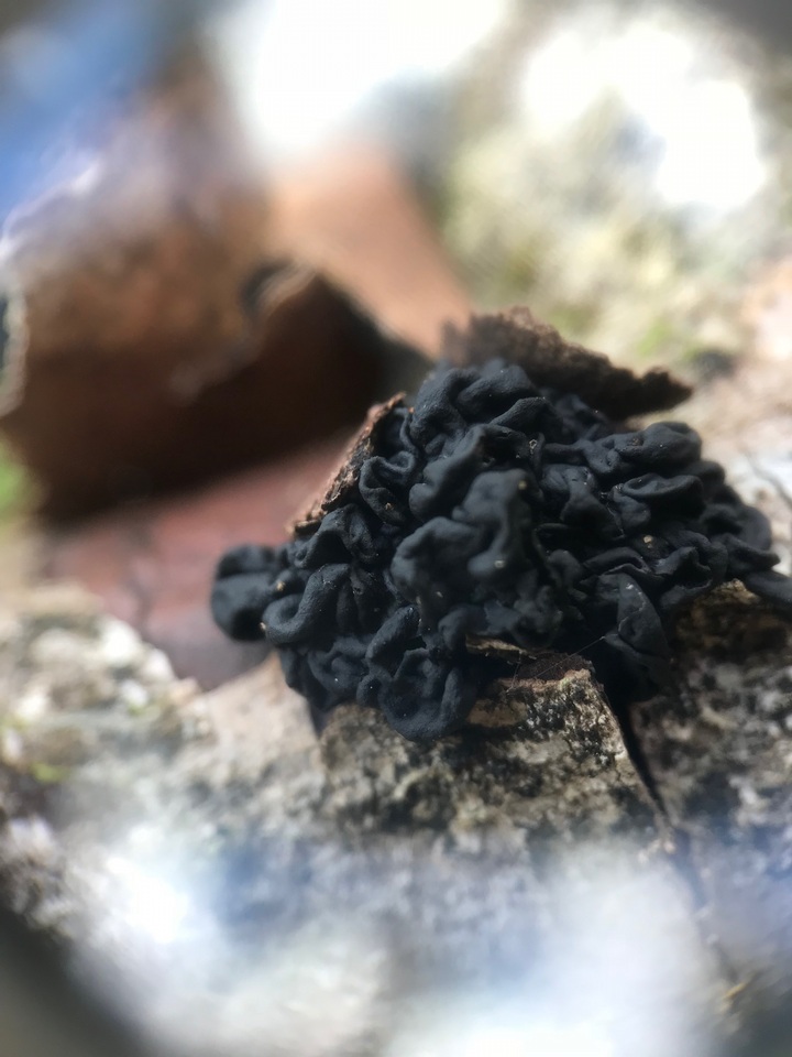 Tremella boraborensis image