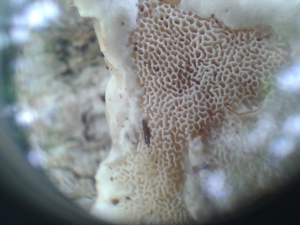 Trametes menziesii image