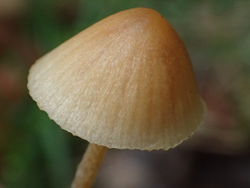 Galerina dimorphocystis image