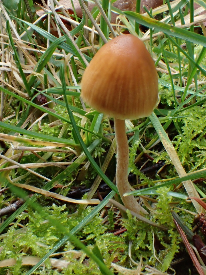 Galerina dimorphocystis image