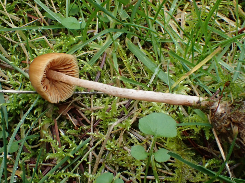 Galerina dimorphocystis image