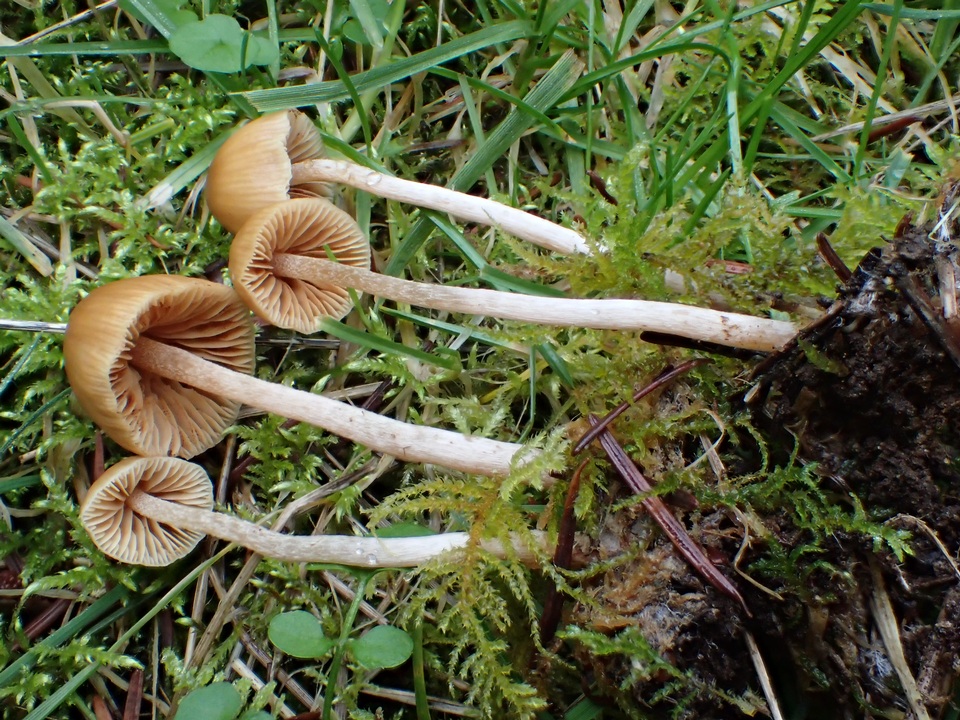 Galerina dimorphocystis image