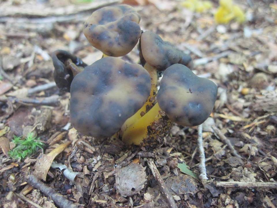Hypomyces leotiicola image
