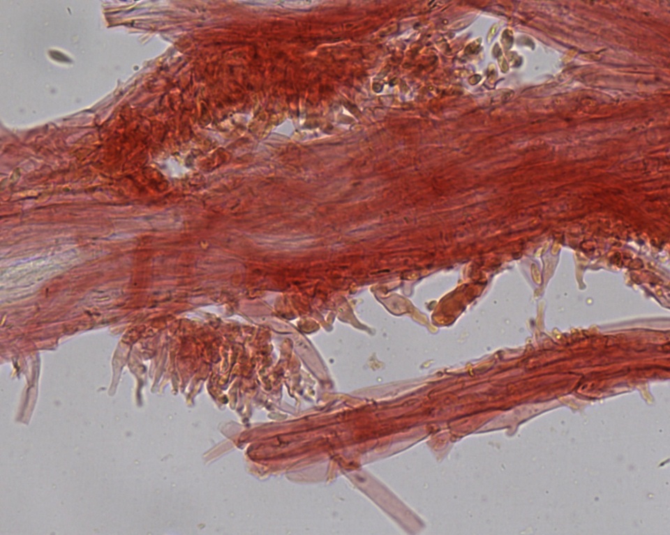 Hemimycena pseudolactea image