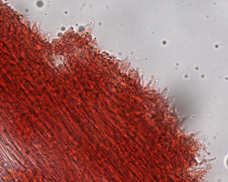Hemimycena pseudolactea image