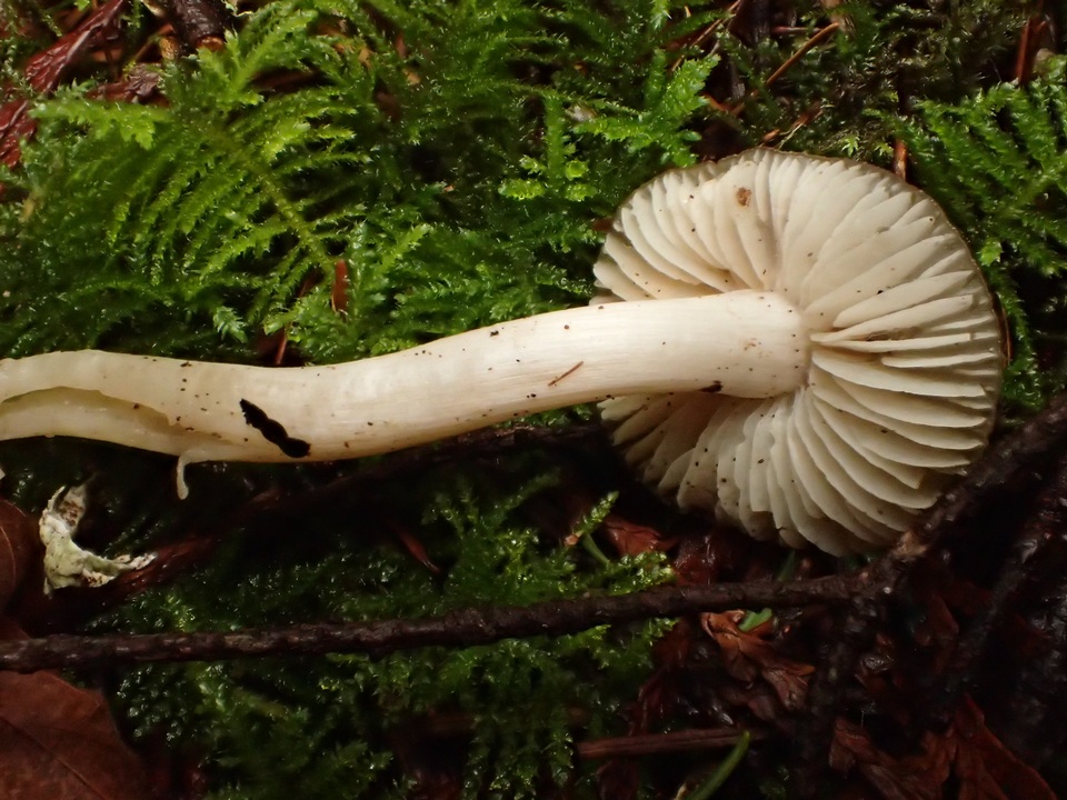 Hygrophorus subaromaticus image