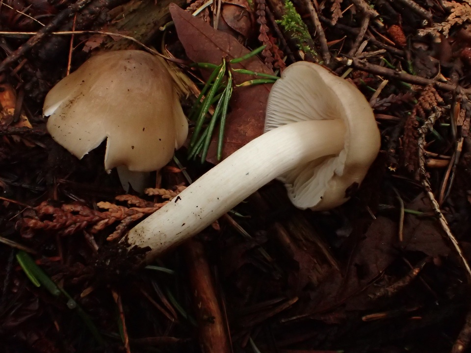 Hygrophorus subaromaticus image