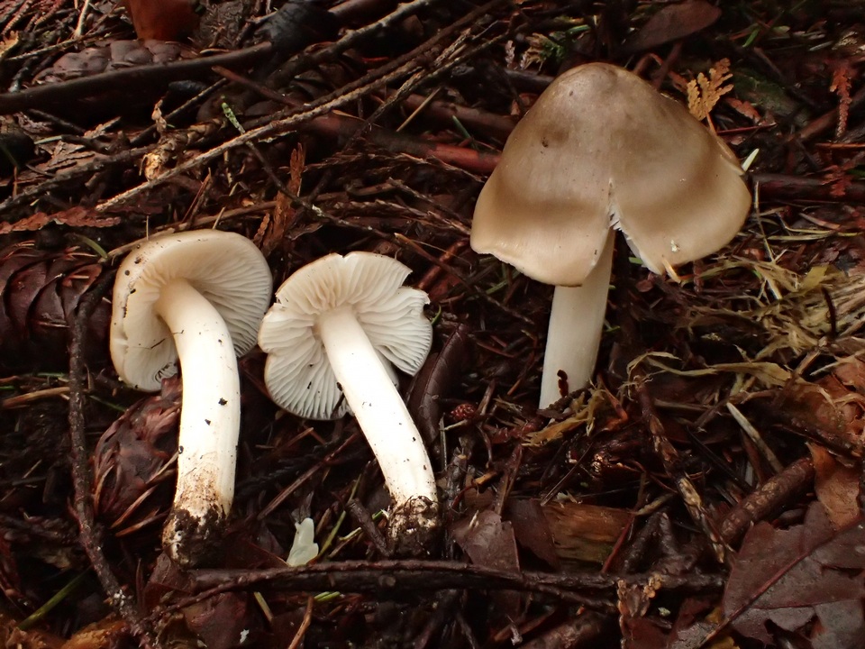 Hygrophorus subaromaticus image