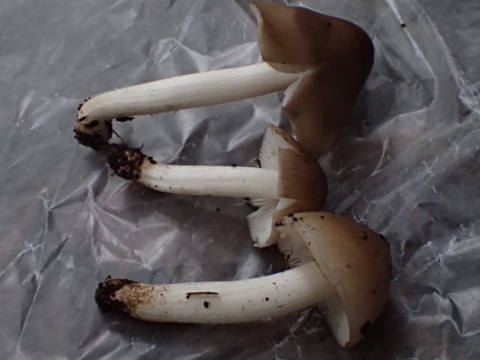Hygrophorus subaromaticus image