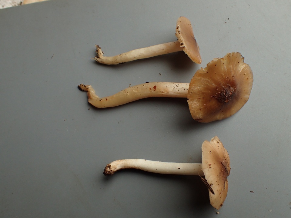 Hygrophorus subaromaticus image