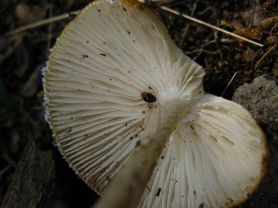Oudemansiella rugosoceps image