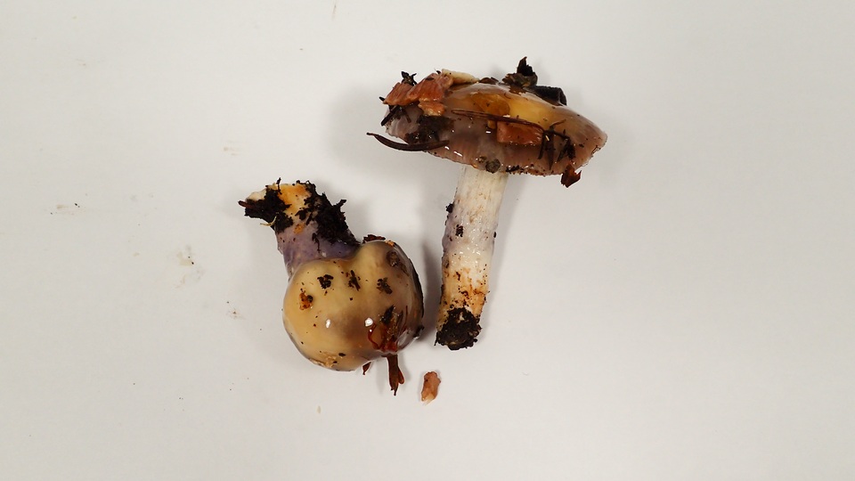 Cortinarius cylindripes image