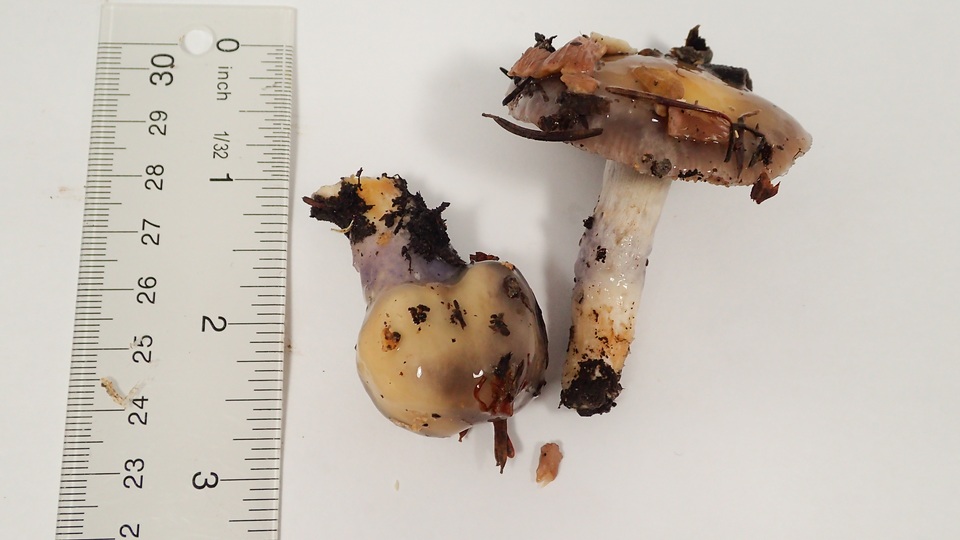 Cortinarius cylindripes image