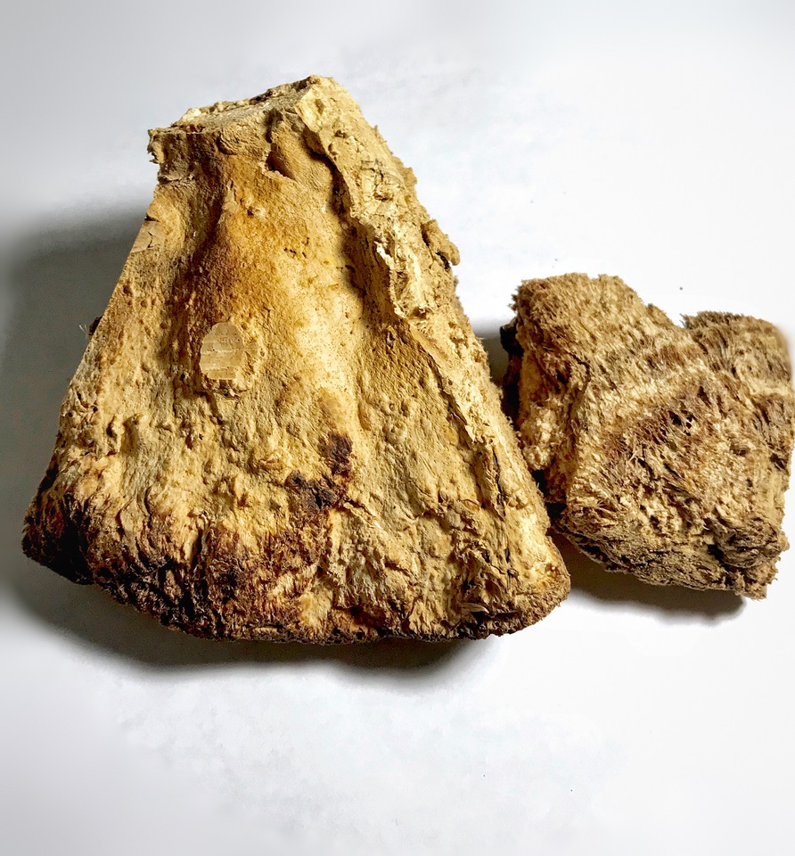 Bridgeoporus nobilissimus image
