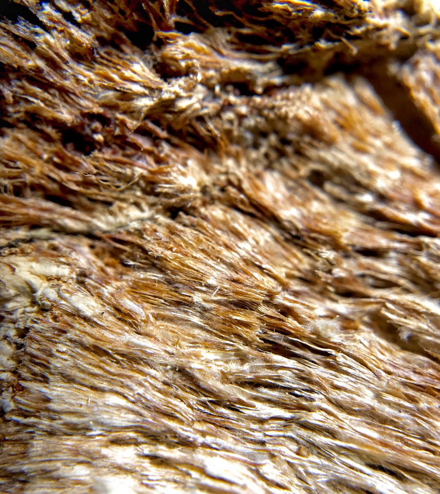 Bridgeoporus image