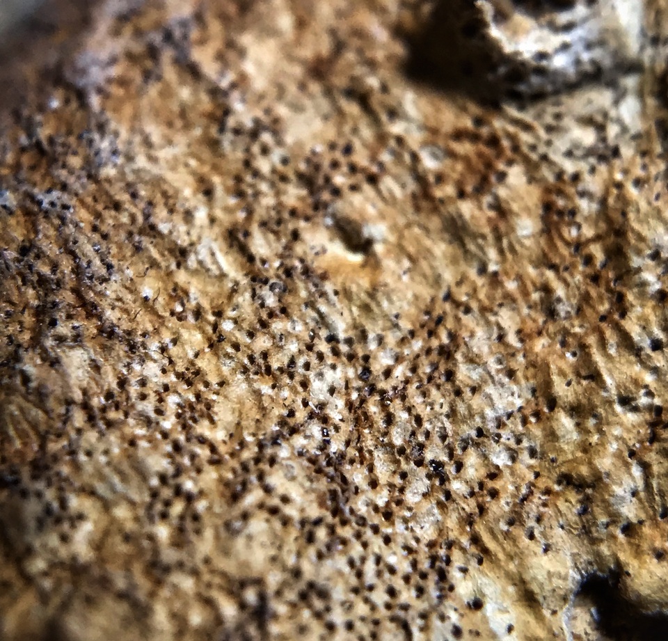 Bridgeoporus nobilissimus image