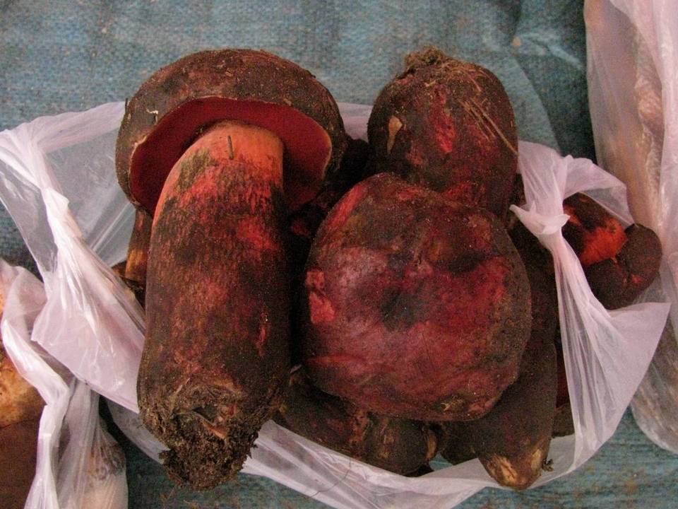 Boletus sinicus image