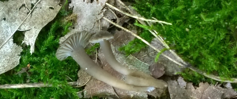 Hygrocybe deceptiva image