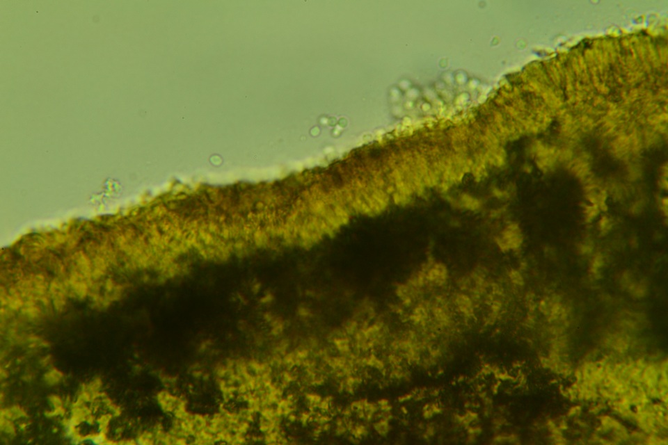 Hygrocybe deceptiva image
