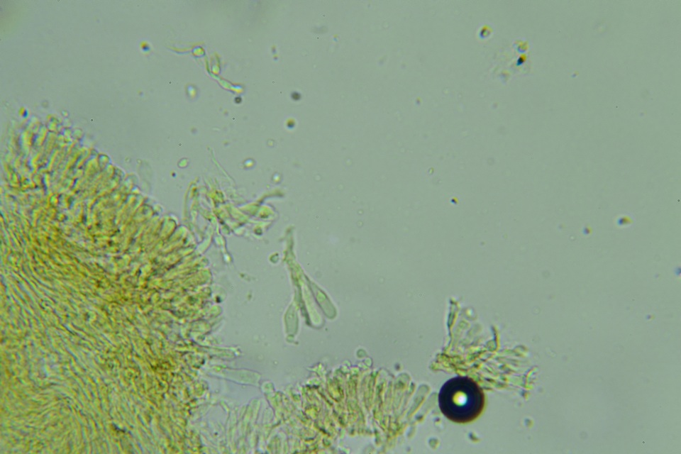 Hygrocybe deceptiva image