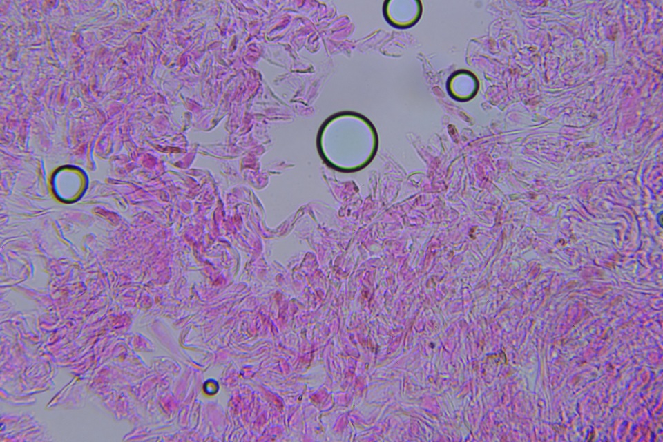 Hygrocybe deceptiva image