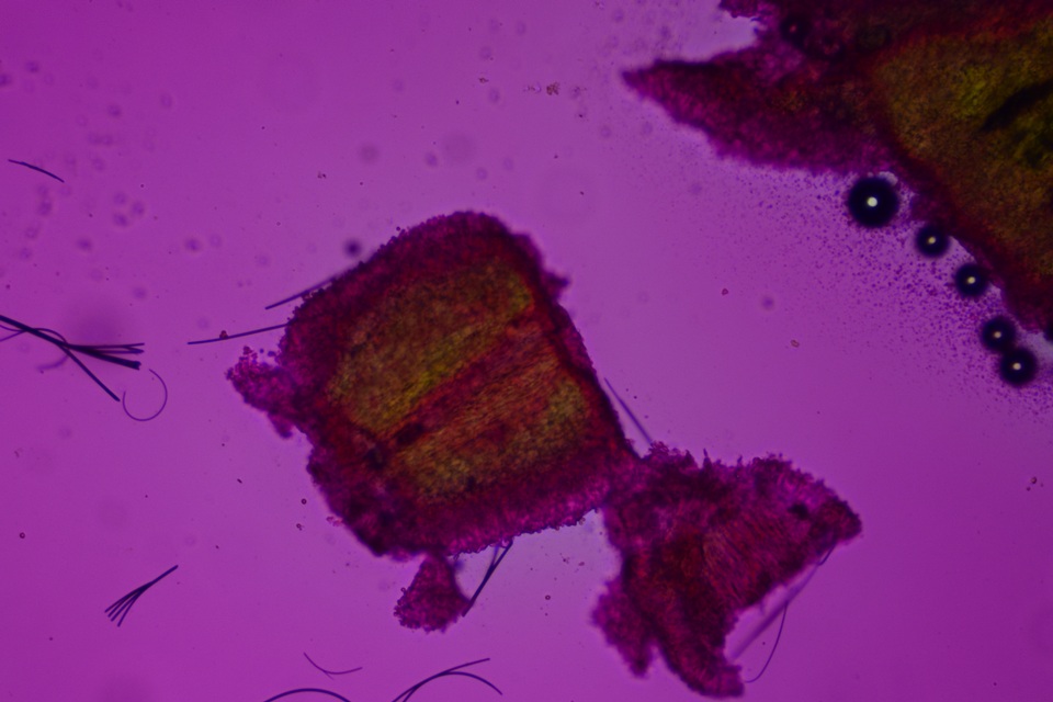 Hygrocybe deceptiva image