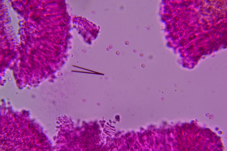 Hygrocybe deceptiva image