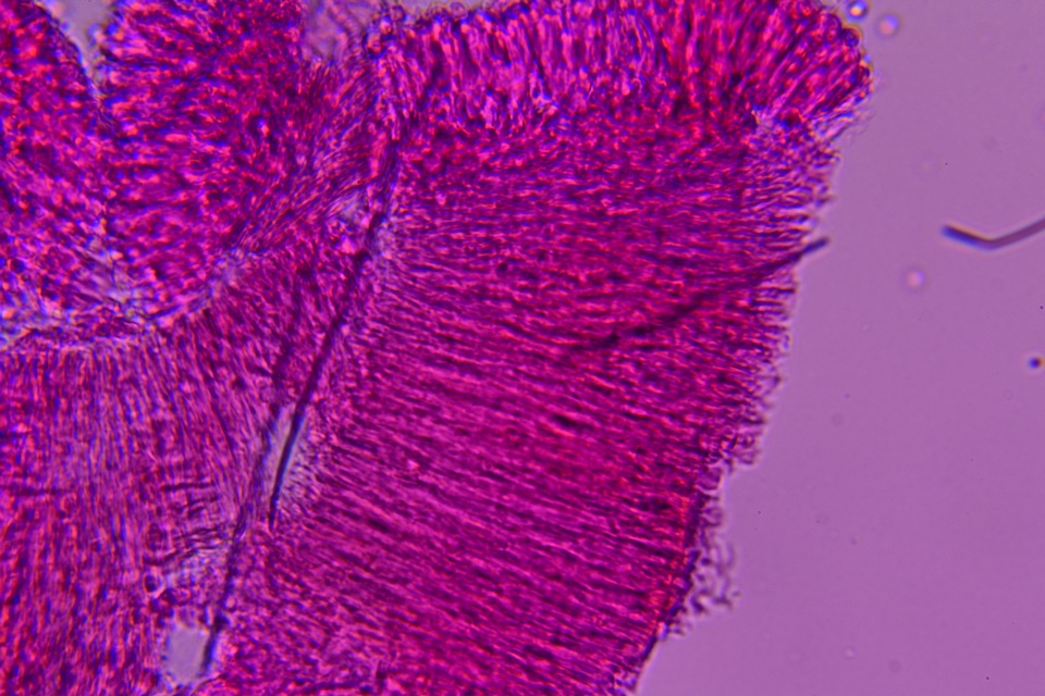 Hygrocybe deceptiva image