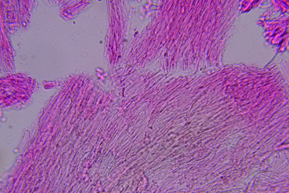 Hygrocybe deceptiva image