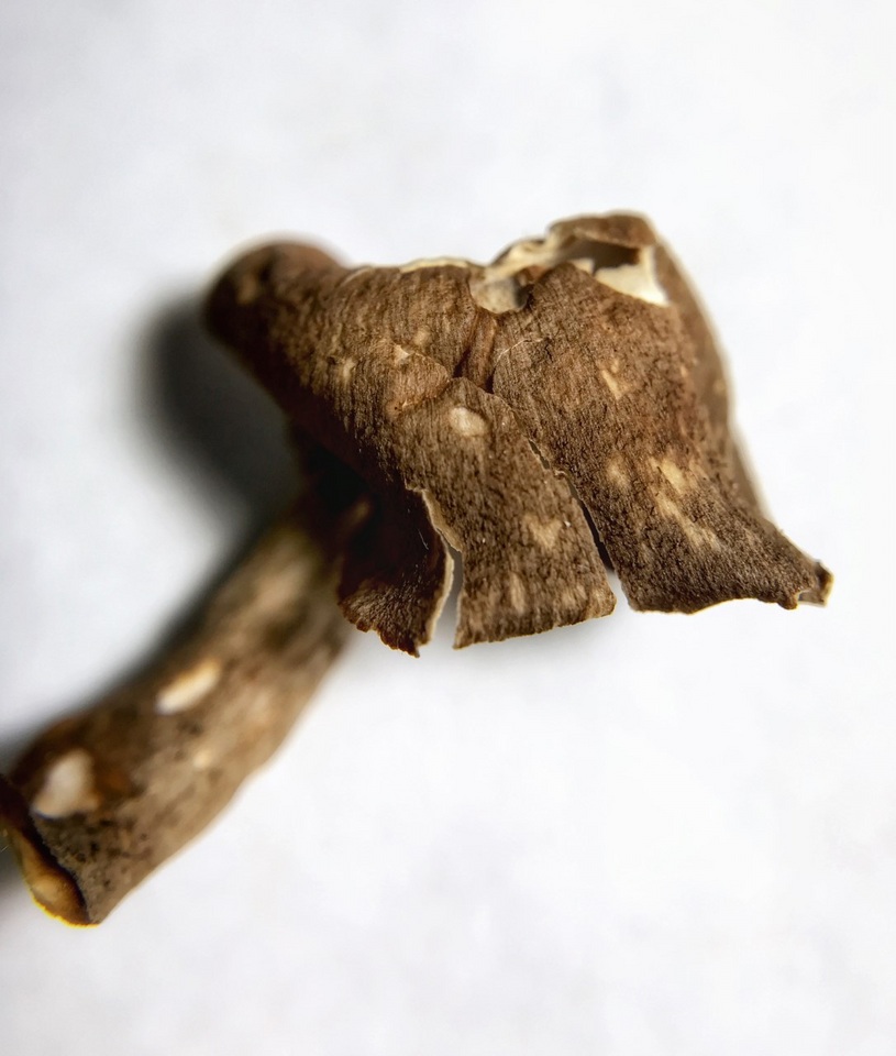 Picipes tubaeformis image