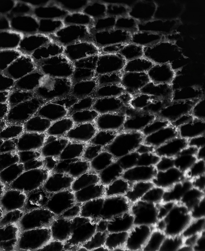 Picipes tubaeformis image