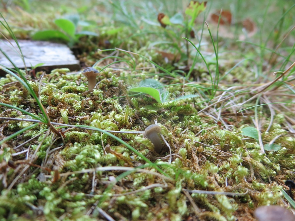 Hygrocybe deceptiva image